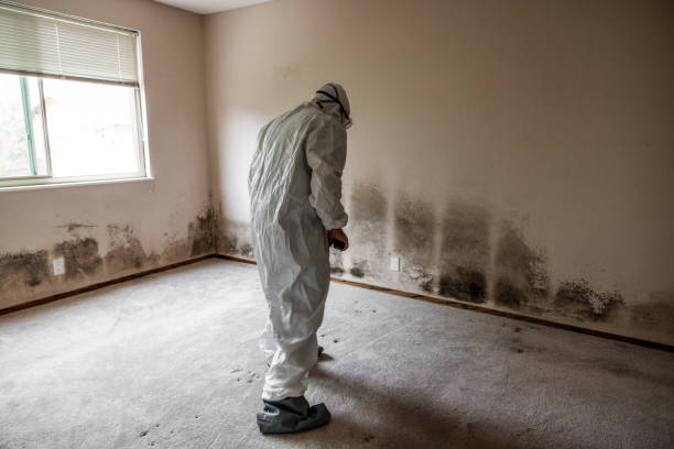 Asbestos and Lead Testing During Mold Inspection in Gooding, ID